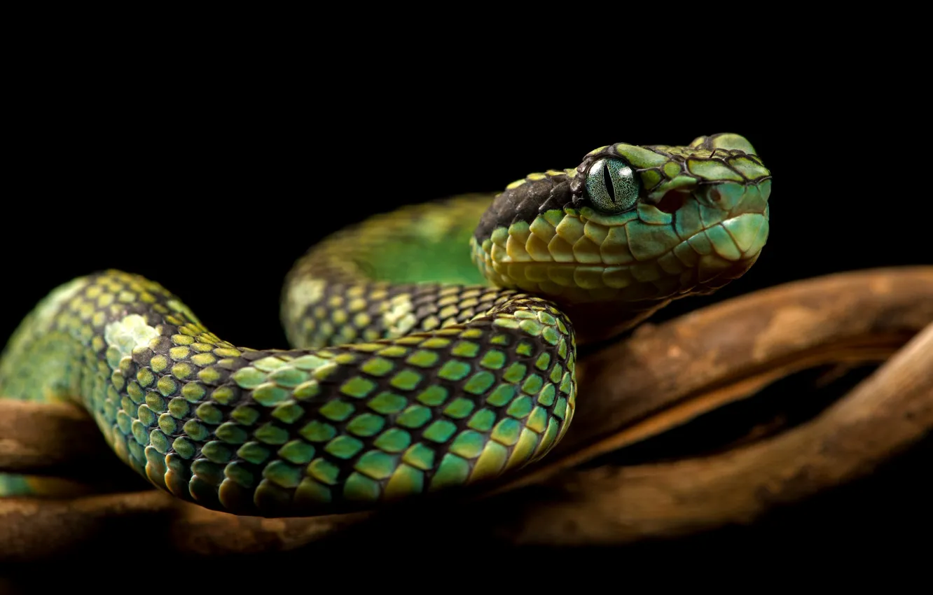 Photo wallpaper snake, Python, black background