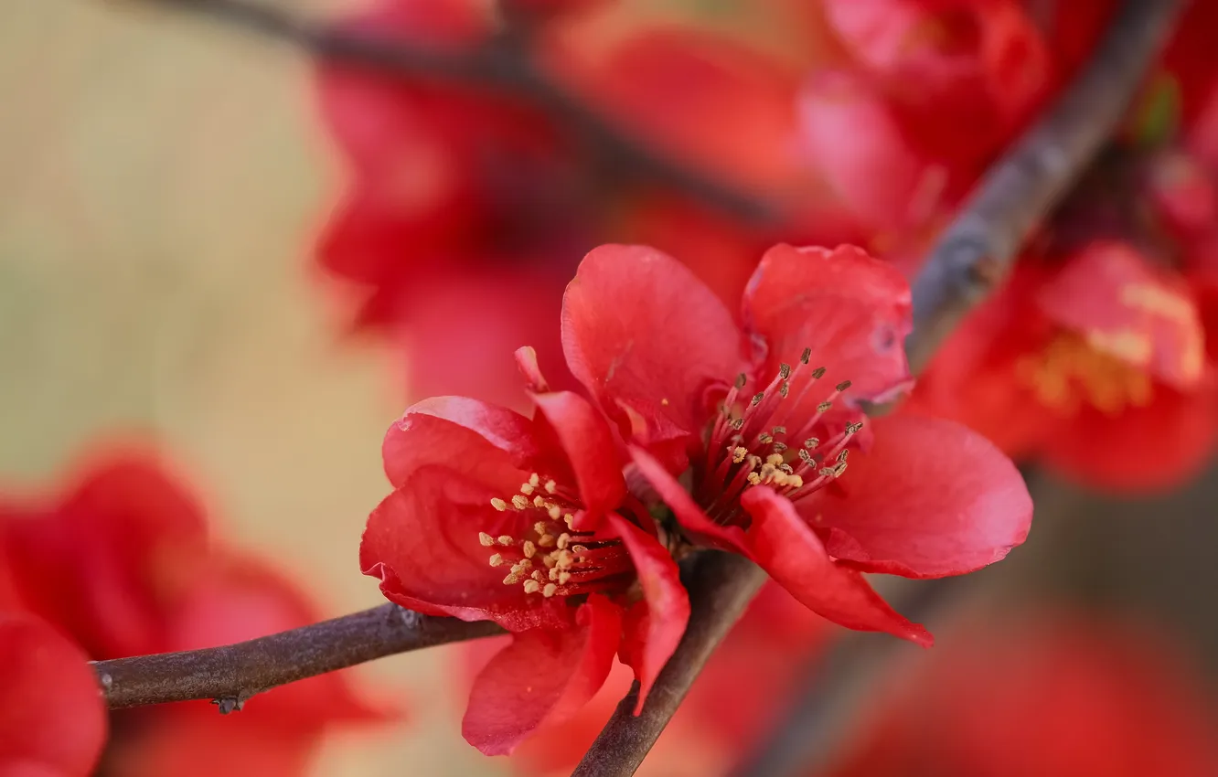 Photo wallpaper flowers, spring, quince