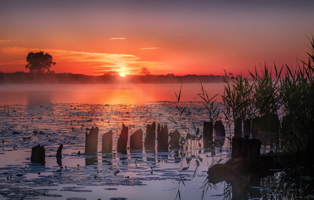 Photo wallpaper grass, rays, landscape, sunset, nature, fog, the evening, water lilies