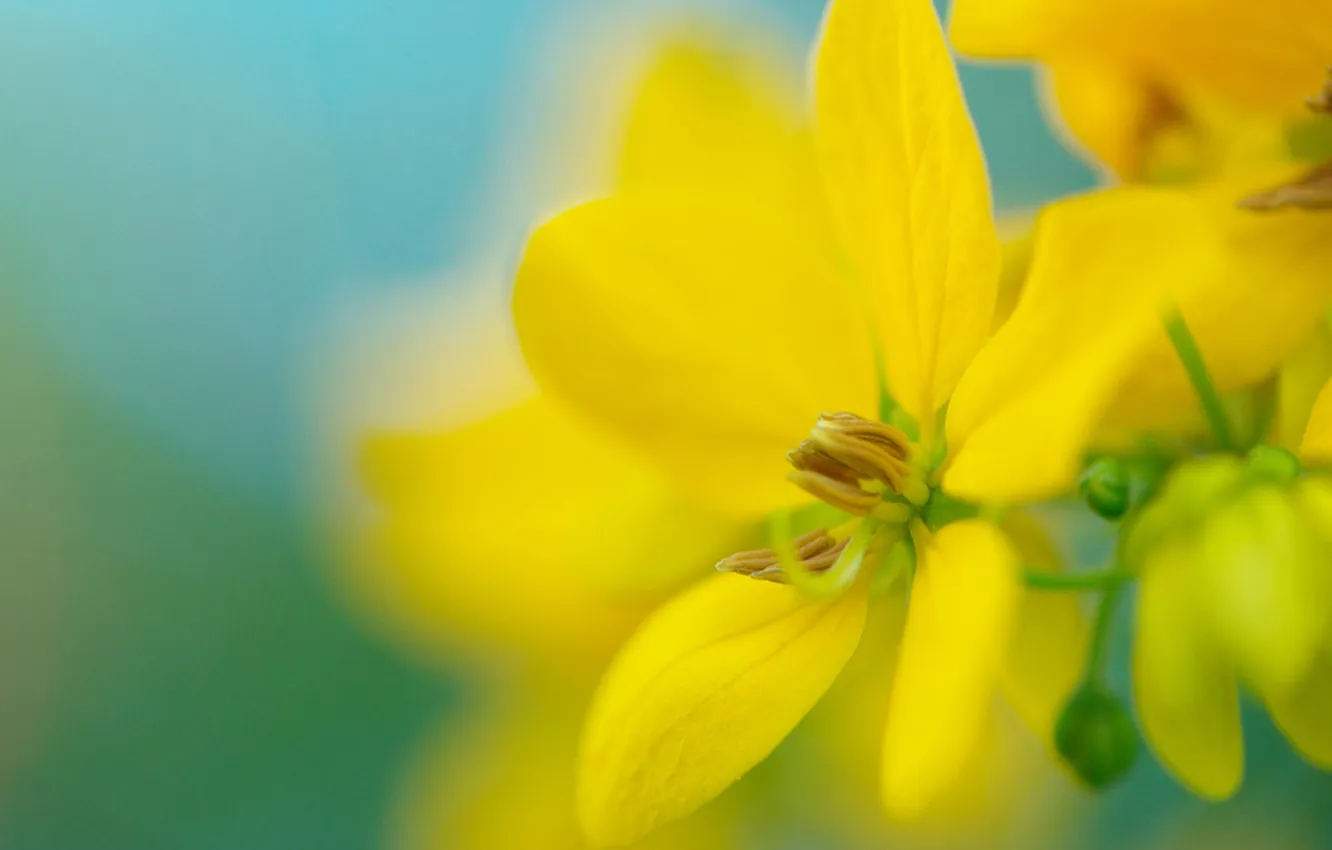 Photo wallpaper flower, macro, bright, plant, color, yellow, petals