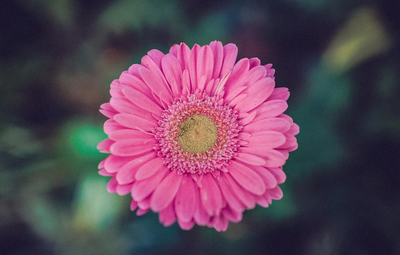 Photo wallpaper flower, petals, pink