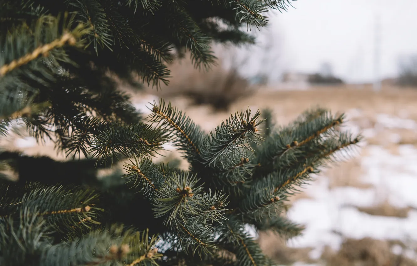 Photo wallpaper trees, needles, tree