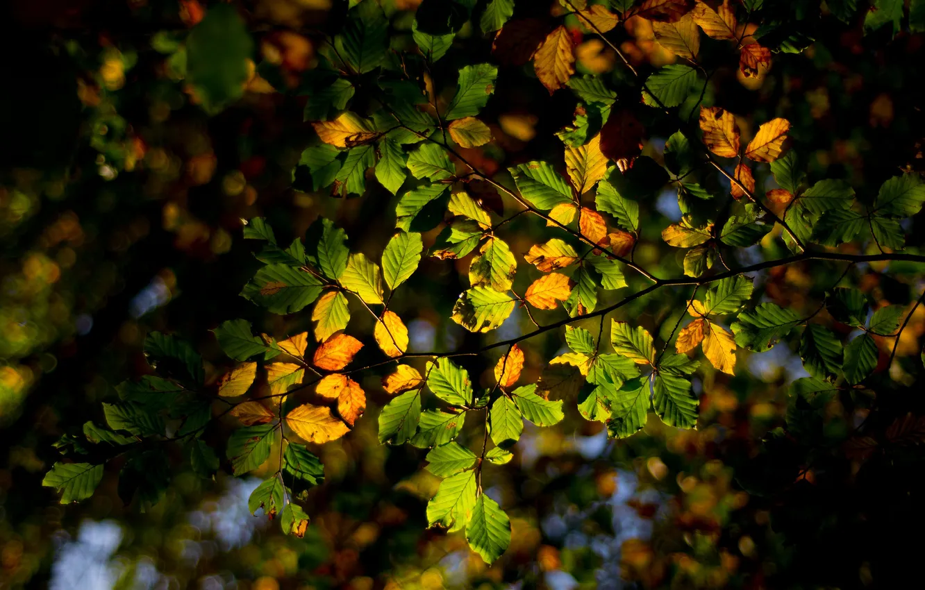 Photo wallpaper autumn, forest, leaves, light, branches, tree