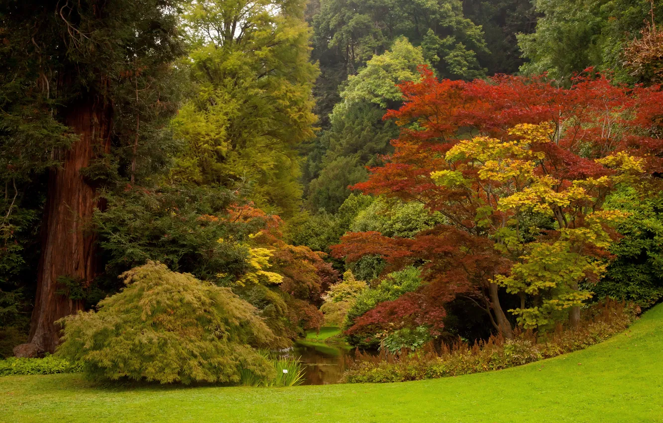 Photo wallpaper greens, forest, grass, trees, Park, Italy, the bushes, Bellagio