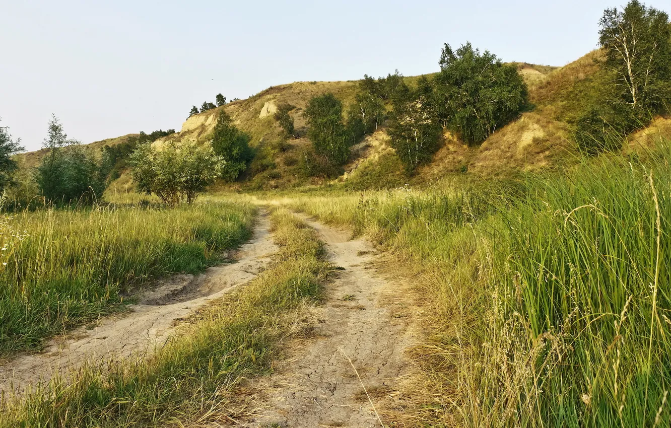 Photo wallpaper field, summer, landscape, nature