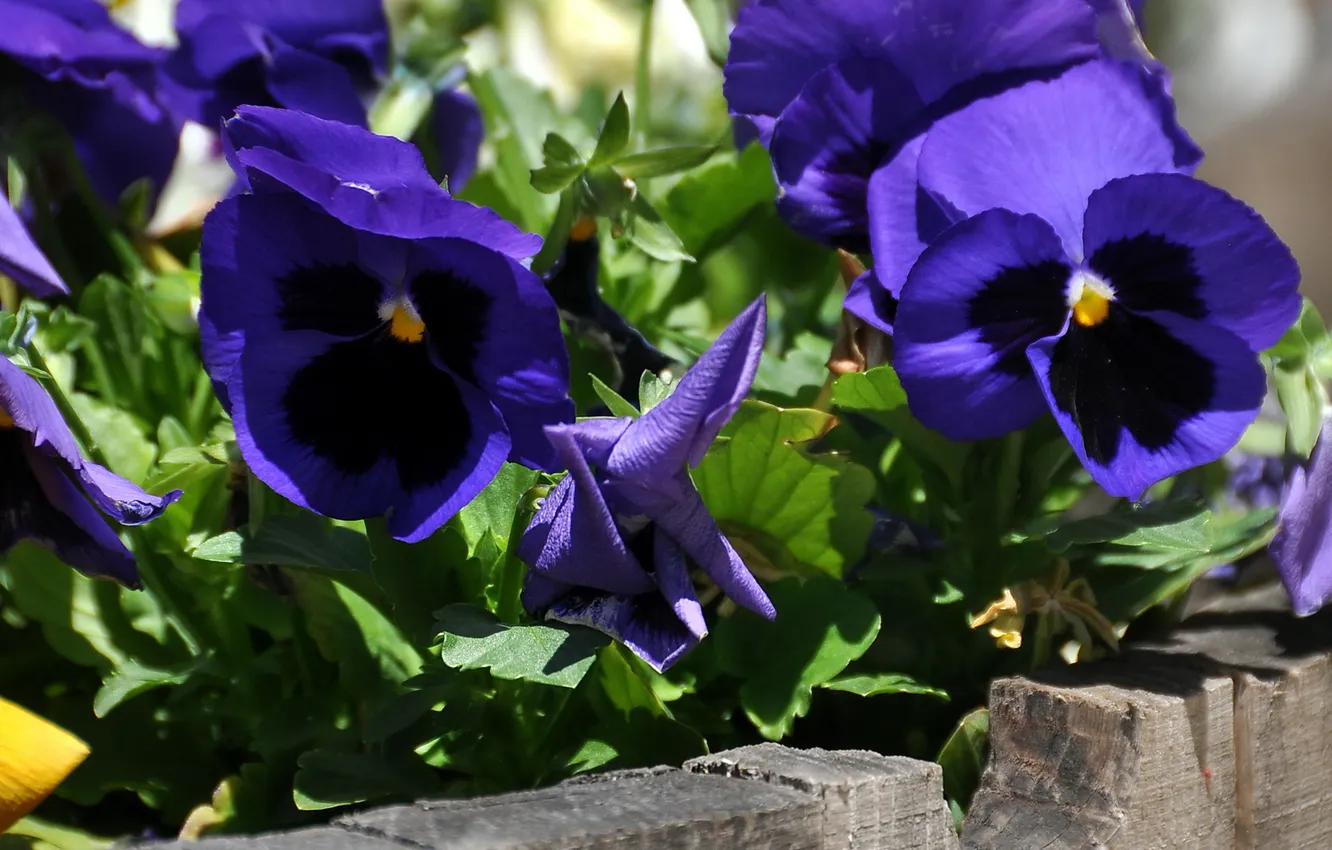 Photo wallpaper purple, Board, Pansy, Sunny, viola