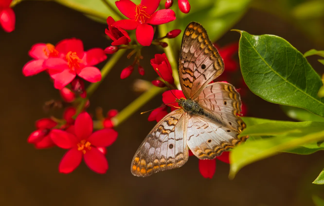 Photo wallpaper macro, flowers, butterfly, Белый Павлин Анартия