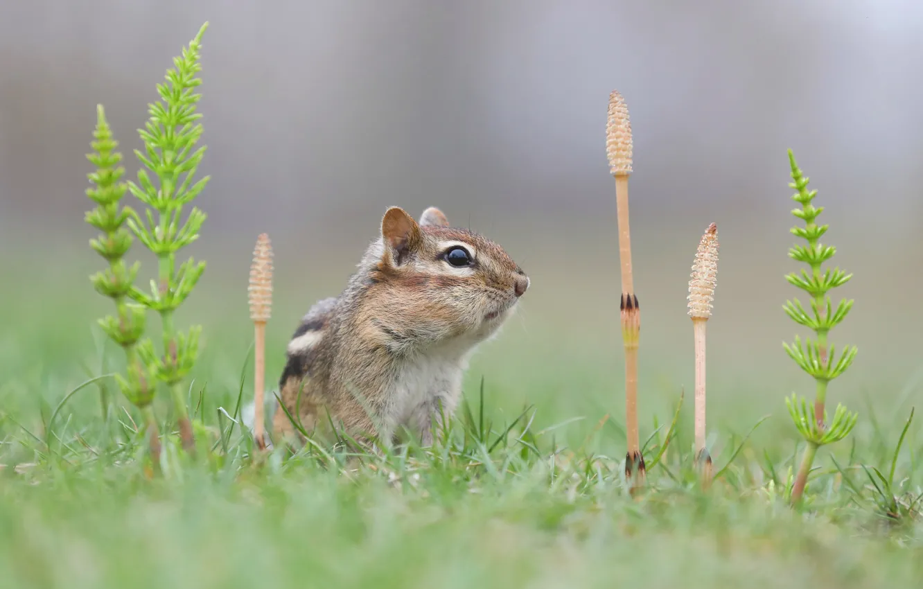 Photo wallpaper grass, muzzle, Chipmunk, horsetail