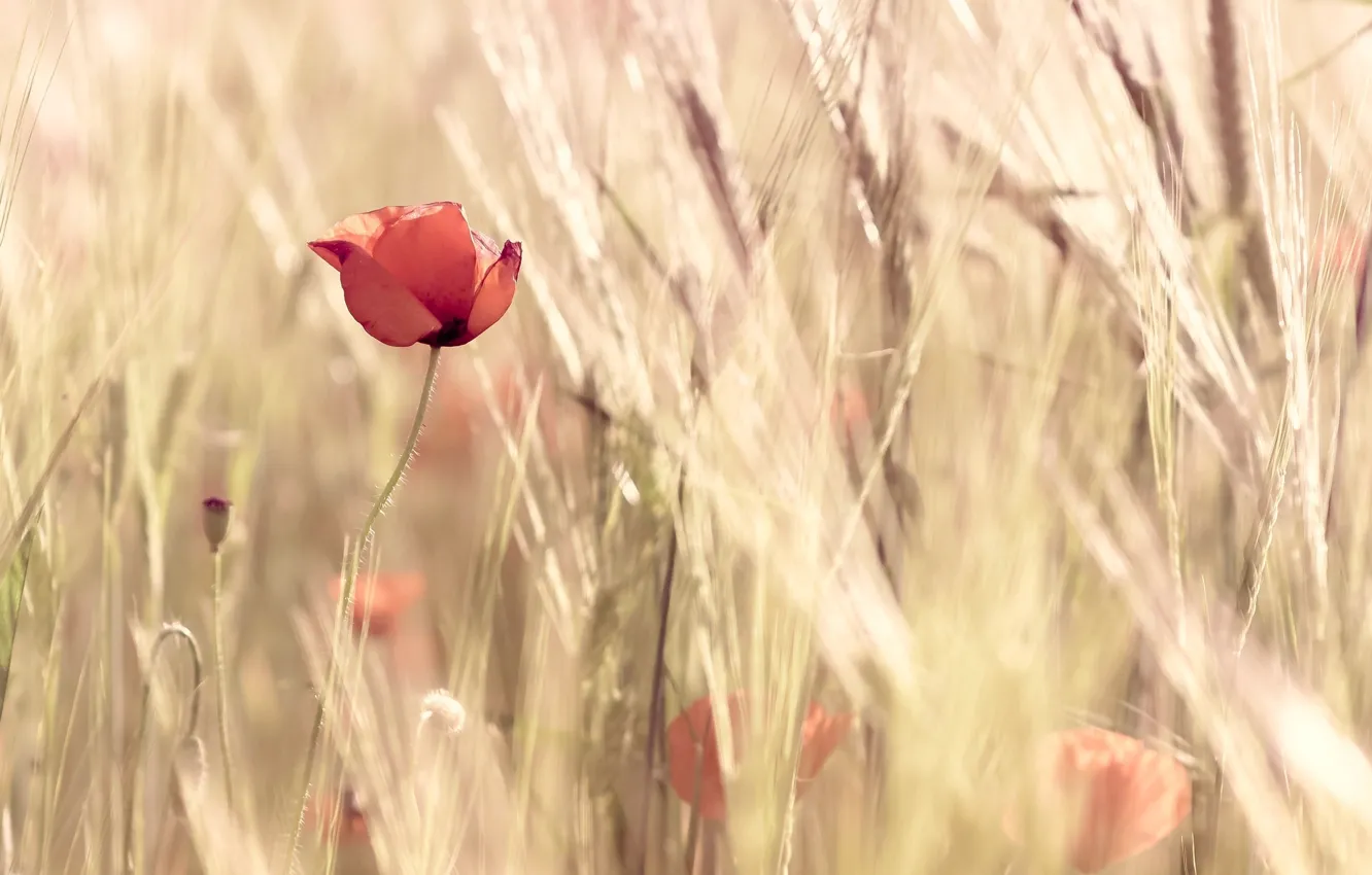 Photo wallpaper wheat, field, flowers, red, nature, background, widescreen, Wallpaper