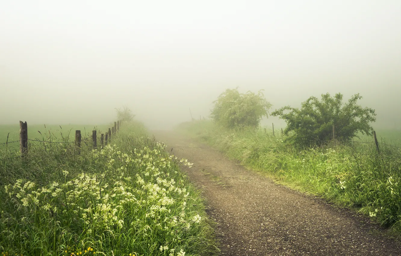 Photo wallpaper road, summer, fog
