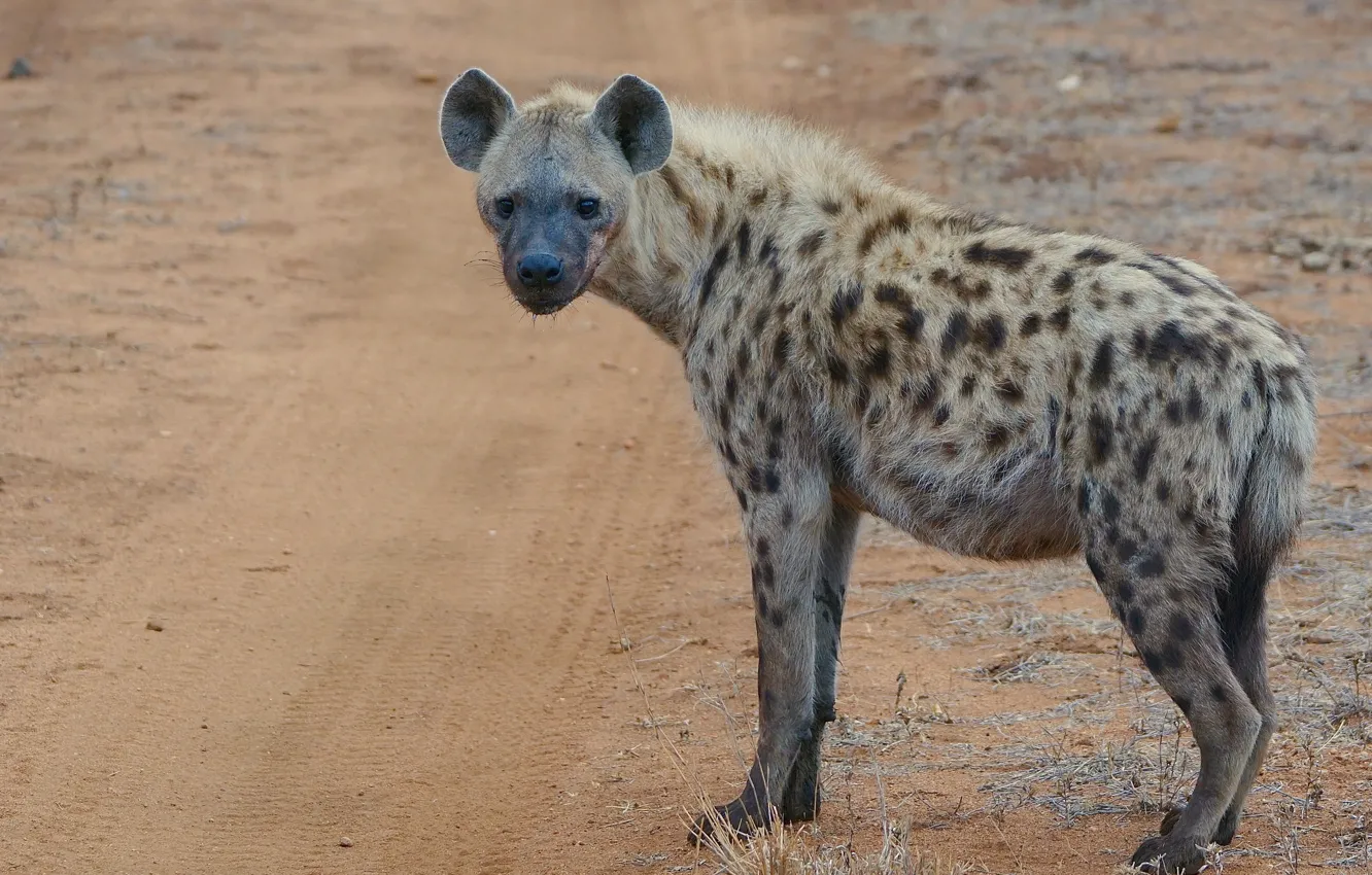 Photo wallpaper look, nature, hyena