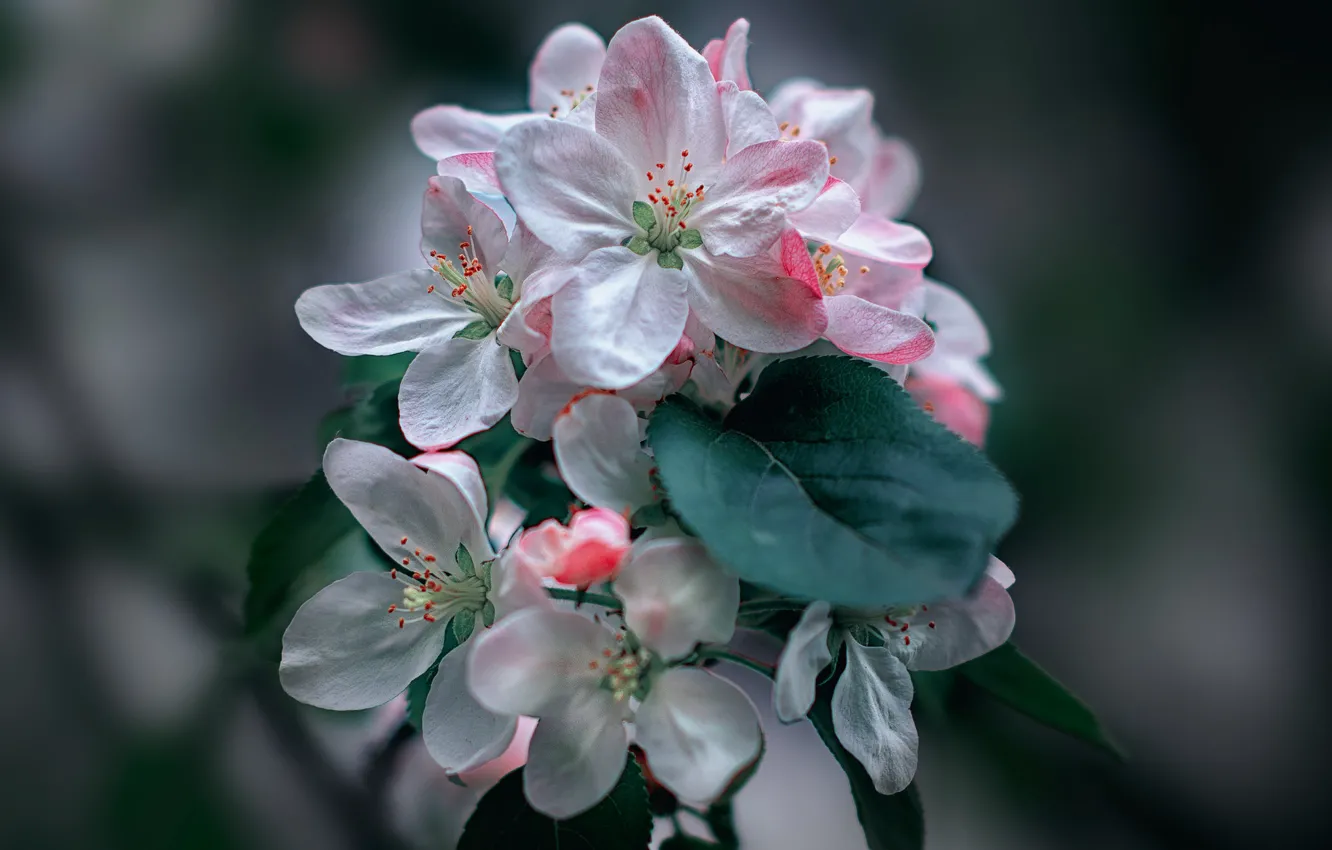 Photo wallpaper branch, spring, petals, Apple, flowering, bokeh