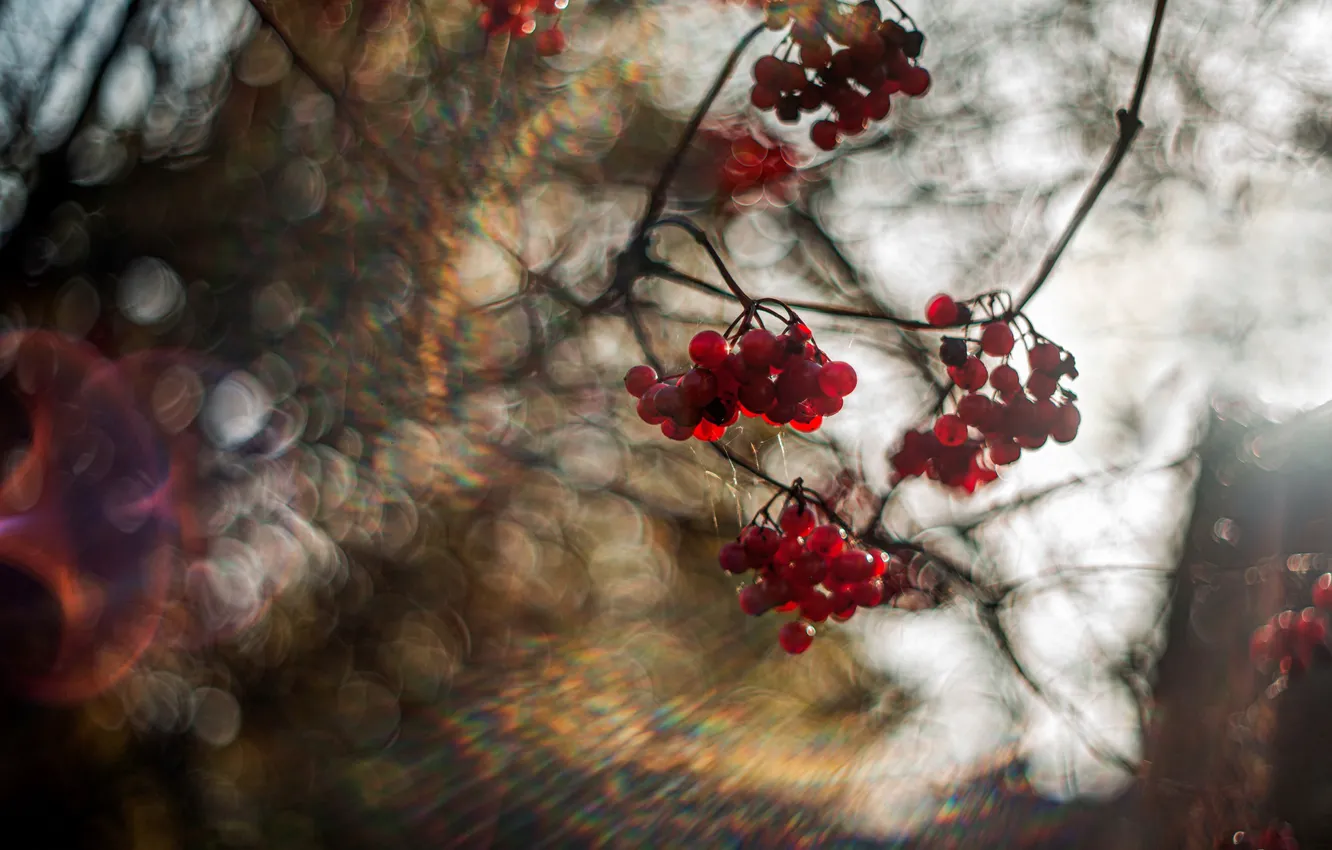 Photo wallpaper autumn, light, branches, glare, berries, blur, fruit, red