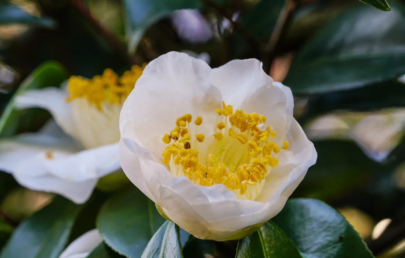Photo wallpaper flowers, flowering, Camellia, costaric