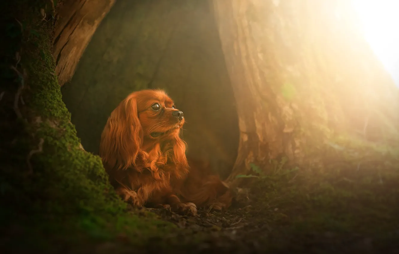 Photo wallpaper look, nature, dog, puppy, red, face, Cavalier-king-Charles-Spaniel