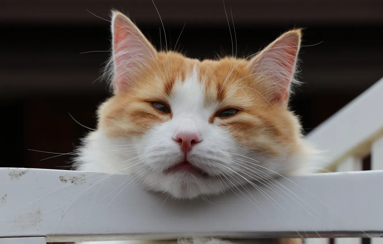 Photo wallpaper cat, look, muzzle