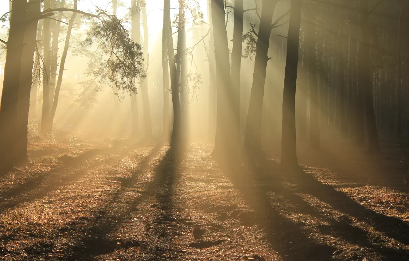 Photo wallpaper Forest, Light, Rays