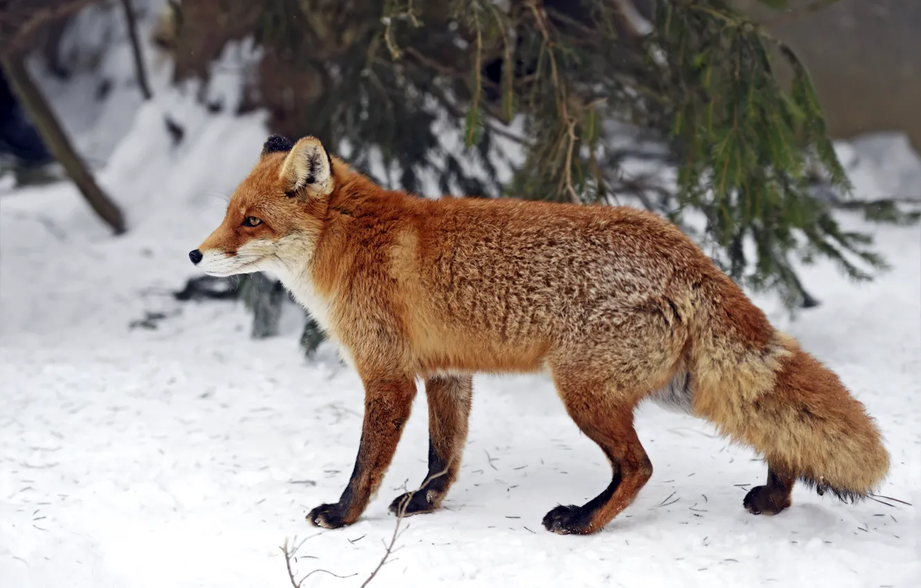 Photo wallpaper winter, forest, snow, branches, Fox, red, needles
