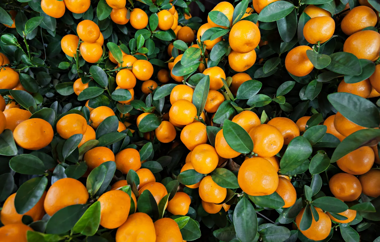 Photo wallpaper oranges, fruit, leaves, fruits, oranges