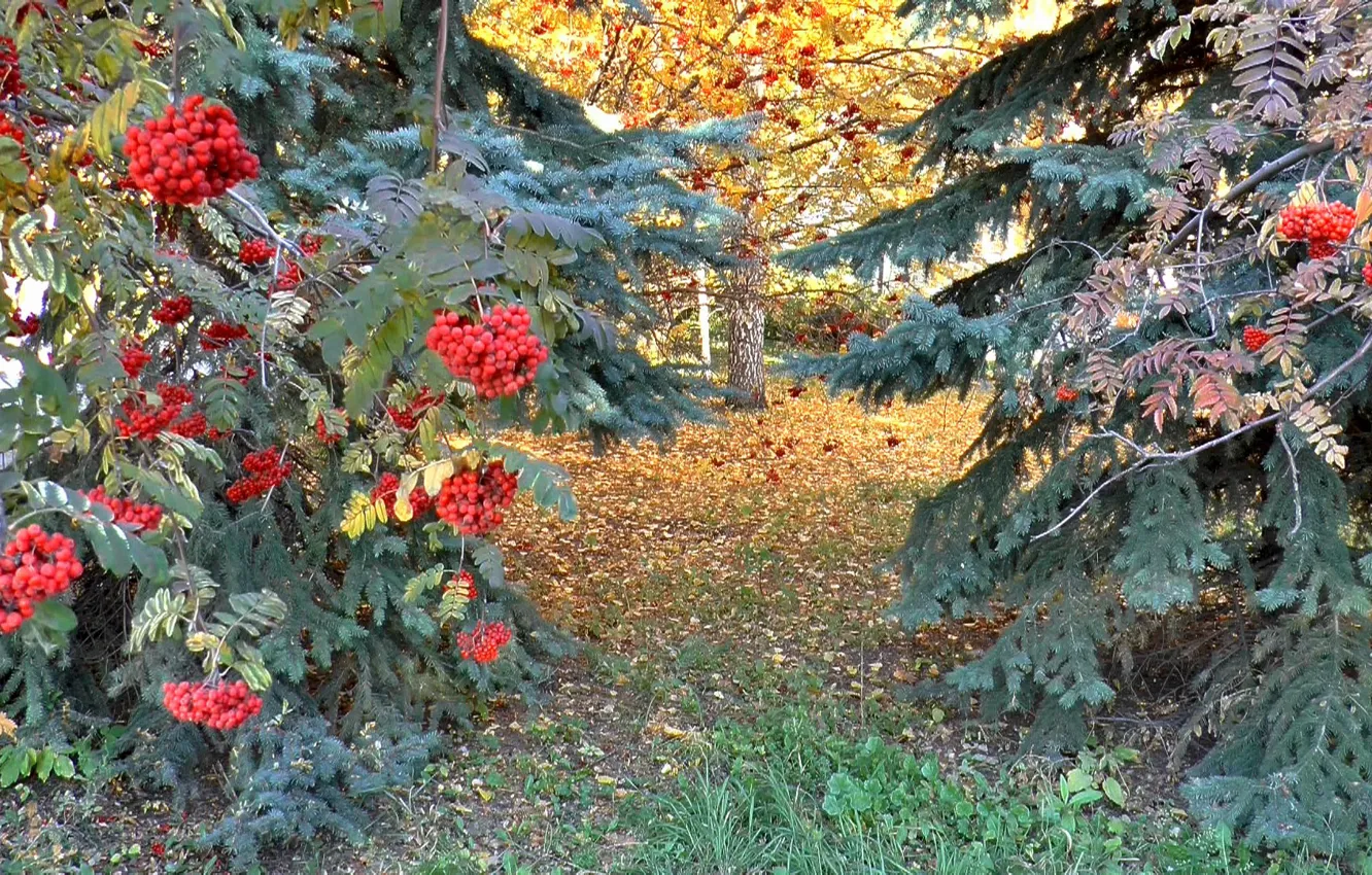 Photo wallpaper forest, spruce, Autumn, Rowan