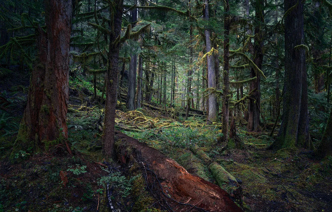 Photo wallpaper forest, trees, nature, USA, Olympic national Park