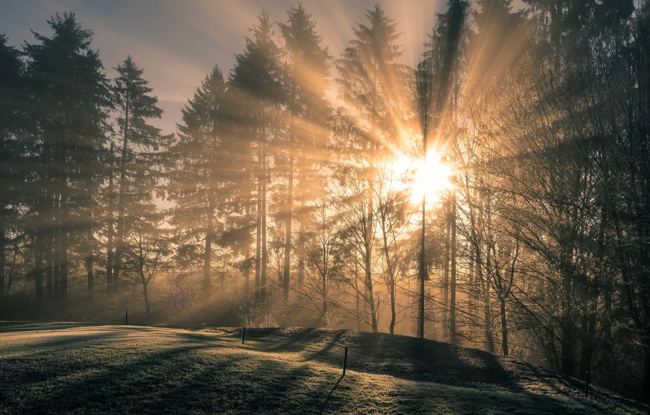 Photo wallpaper forest, the sun, rays, light, trees, branches, nature, fog