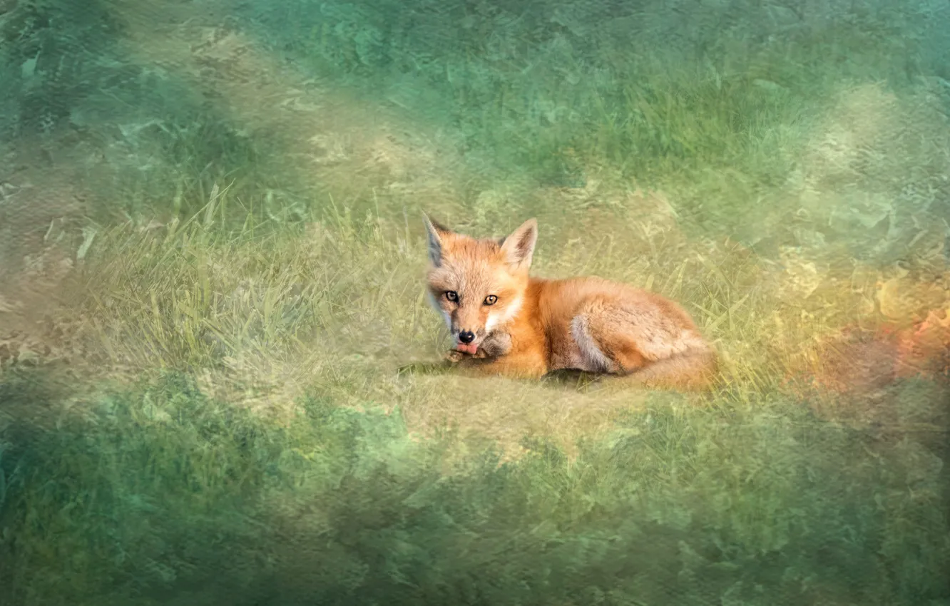 Photo wallpaper grass, nature, glade, treatment, Fox, Fox