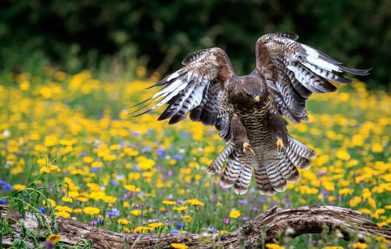 Photo wallpaper summer, flowers, bird, wings, feathers, yellow, meadow, snag