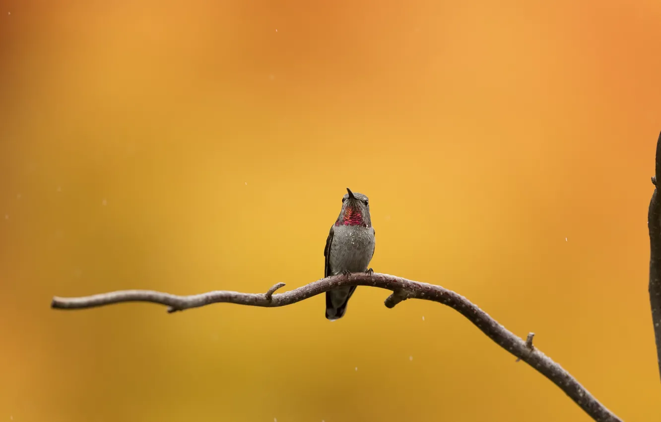 Photo wallpaper autumn, nature, bird