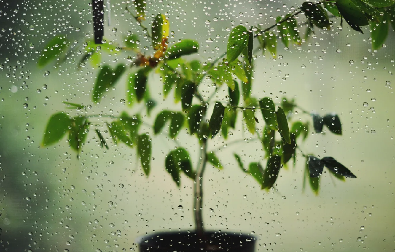 Photo wallpaper glass, drops, plant, in a pot