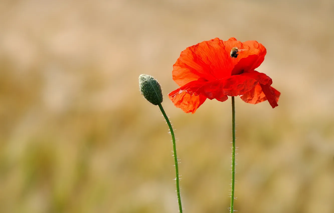 Photo wallpaper field, summer, flowers, red, bee, Mac, Maki, stem