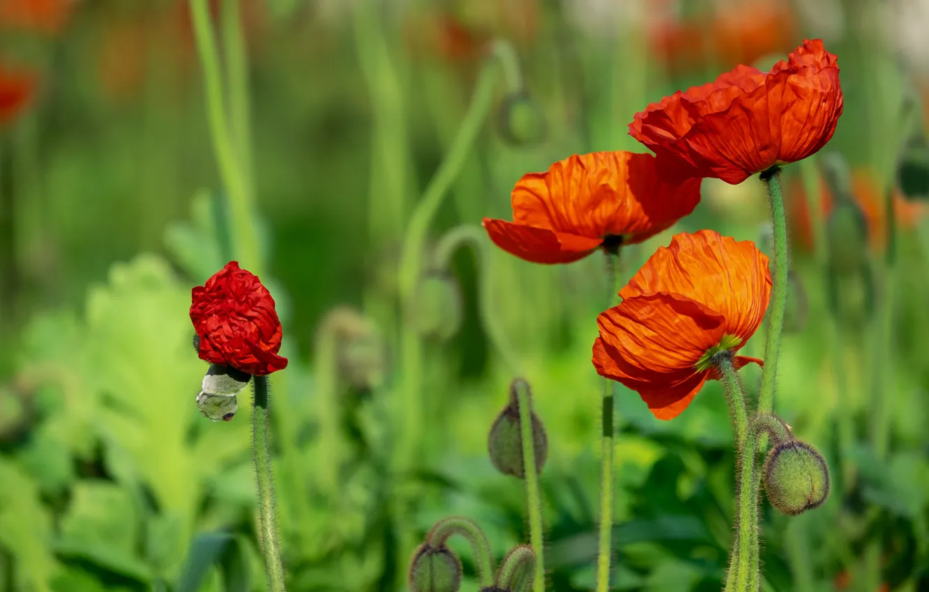 Photo wallpaper greens, field, summer, flowers, orange, red, Mac, Maki
