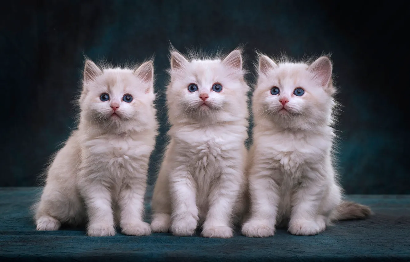 Photo wallpaper look, the dark background, muzzle, three, white, kitty, trio, three kittens