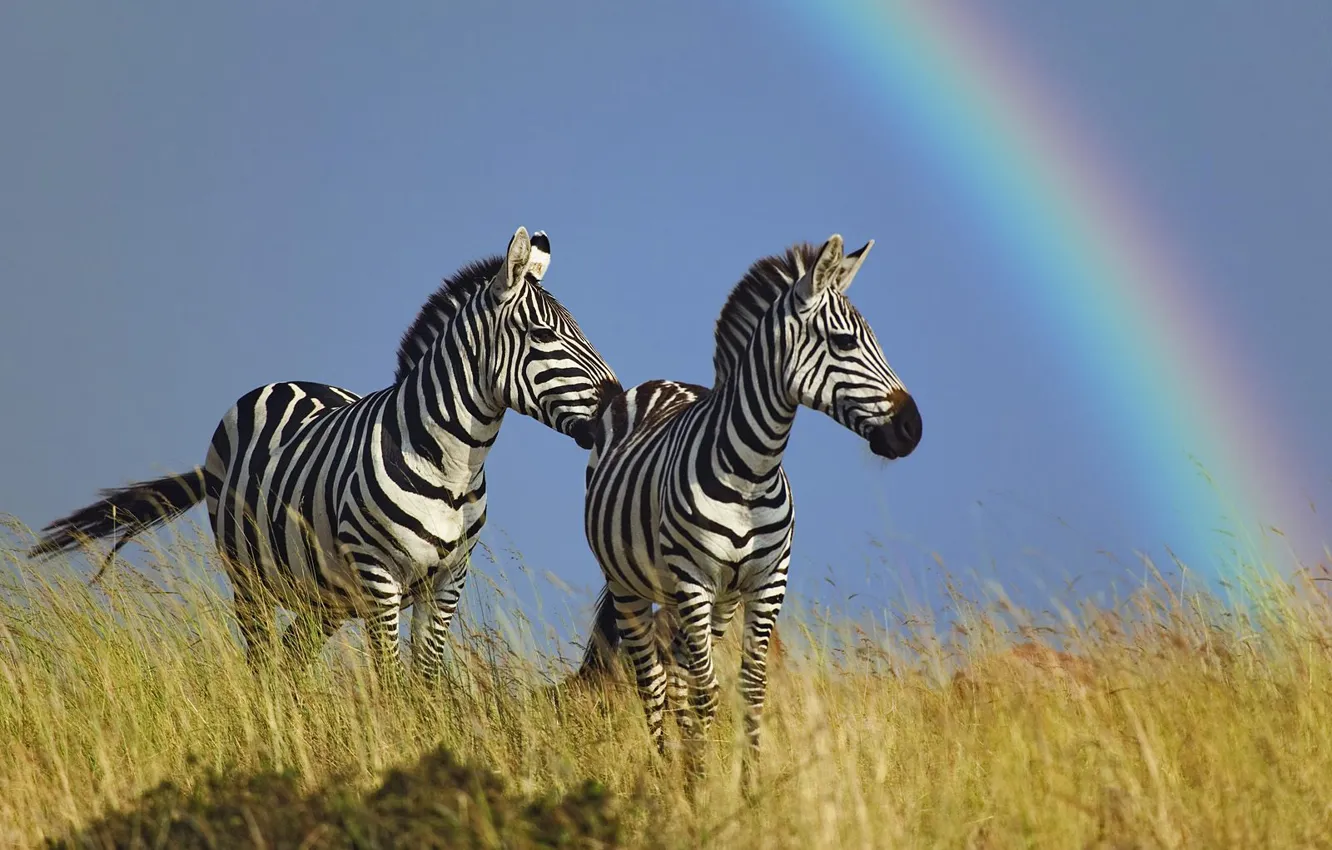 Photo wallpaper horse, rainbow, Zebra