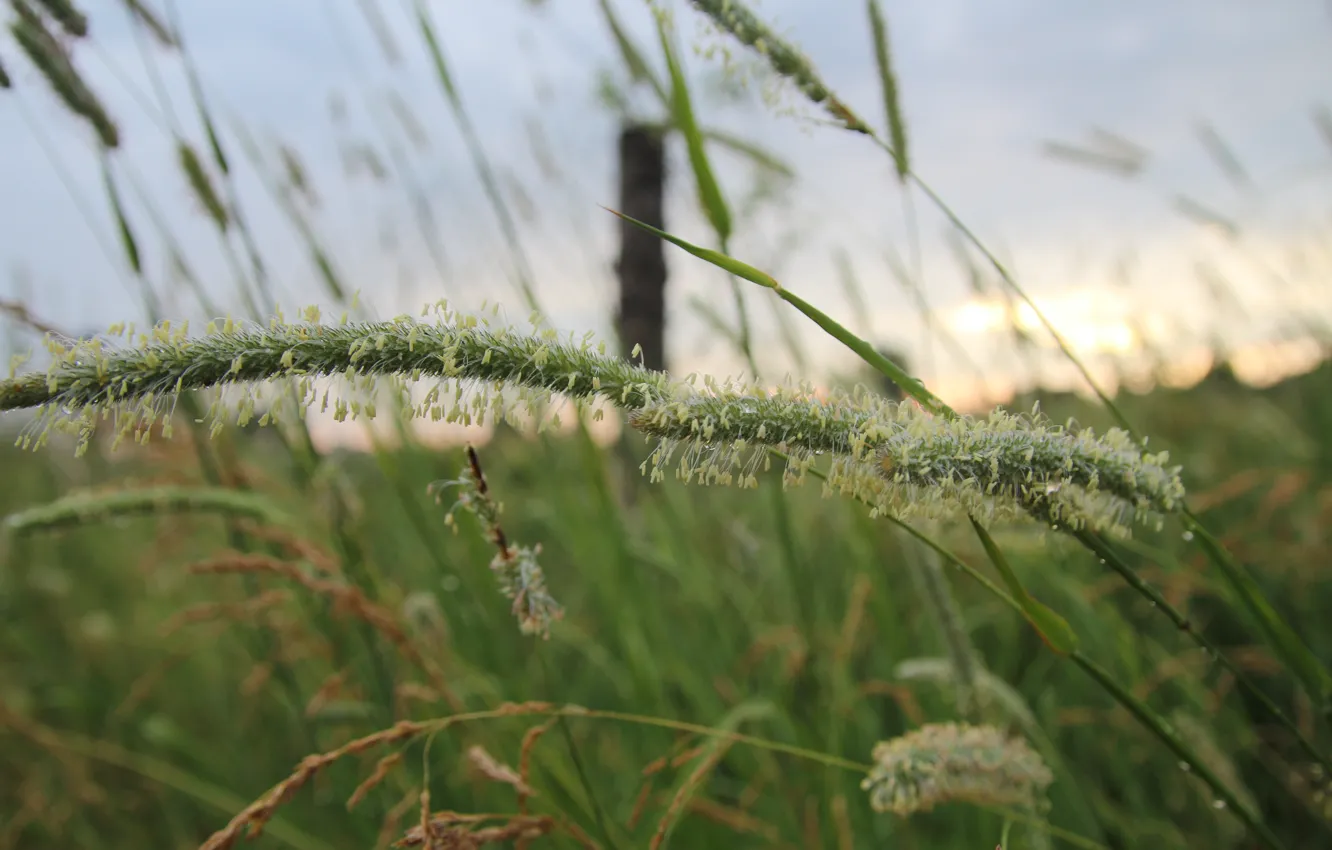 Photo wallpaper greens, grass, macro, dawn, blooms, Belarus, my photo, Timothy