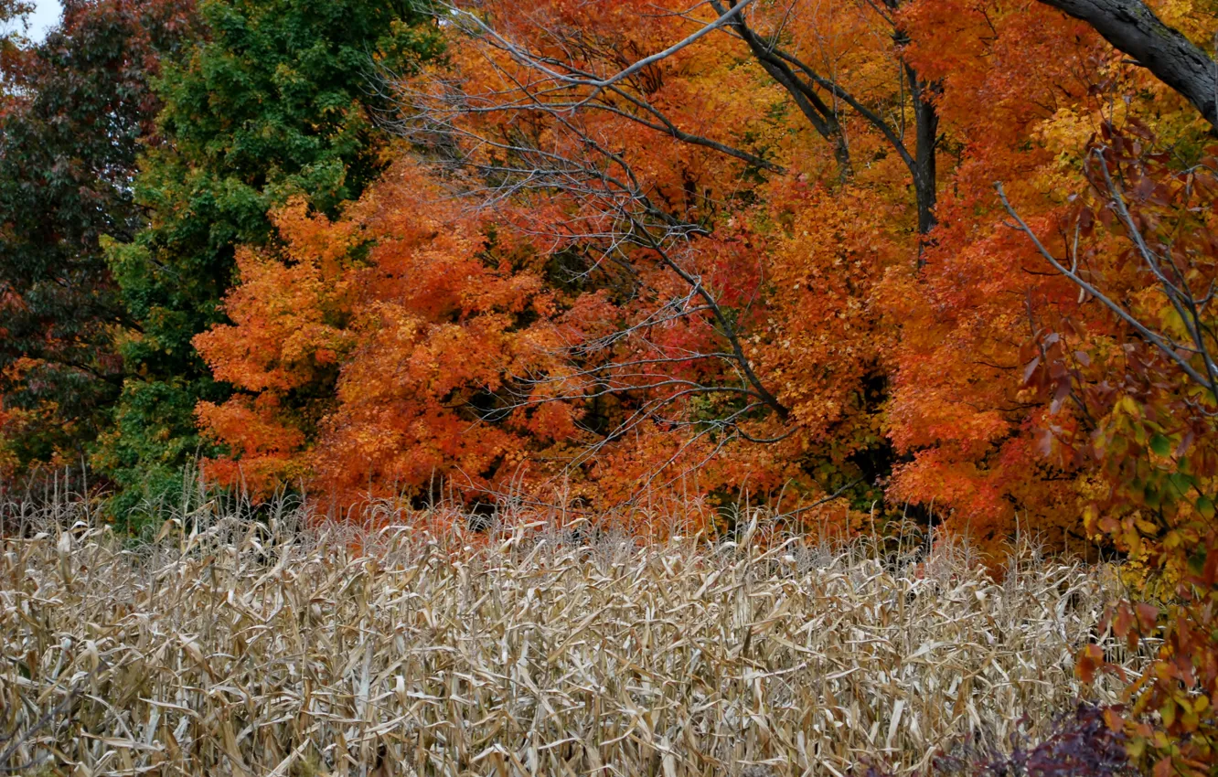 Photo wallpaper field, autumn, trees, colors, trees, field, Autumn, fall