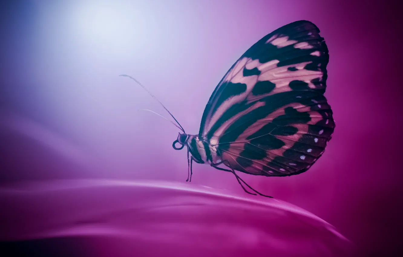 Photo wallpaper macro, background, butterfly