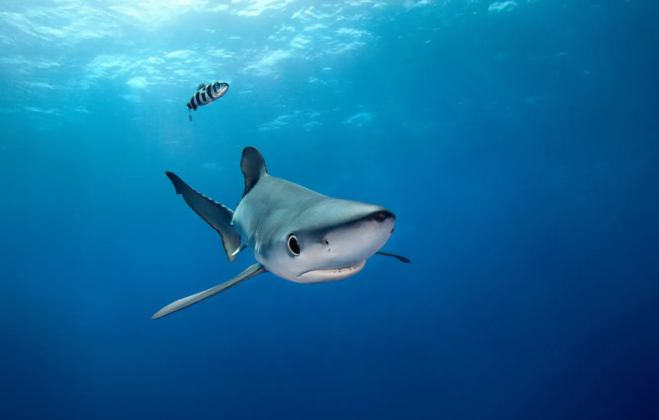 Photo wallpaper Portugal, Azores, Blue Shark