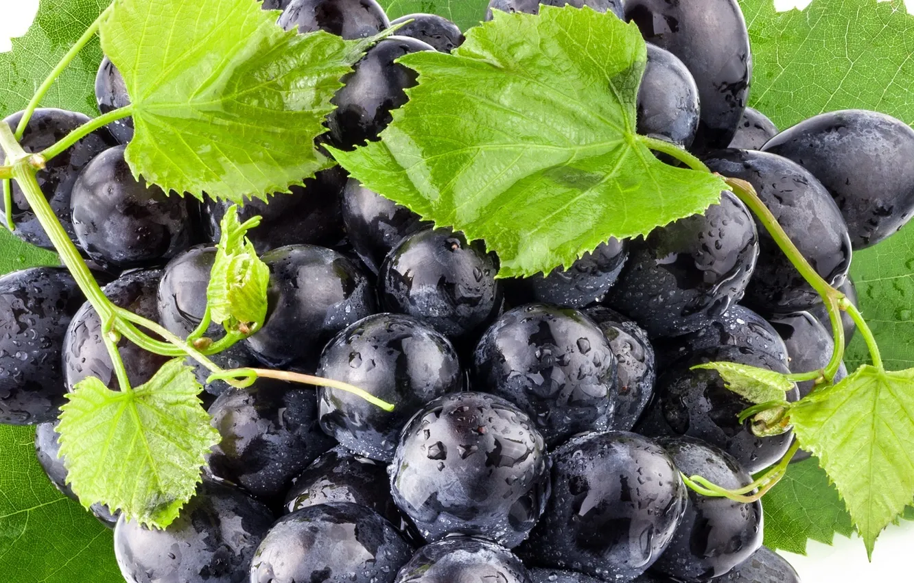 Photo wallpaper leaves, drops, blue, Rosa, berries, berry, grapes, bunch
