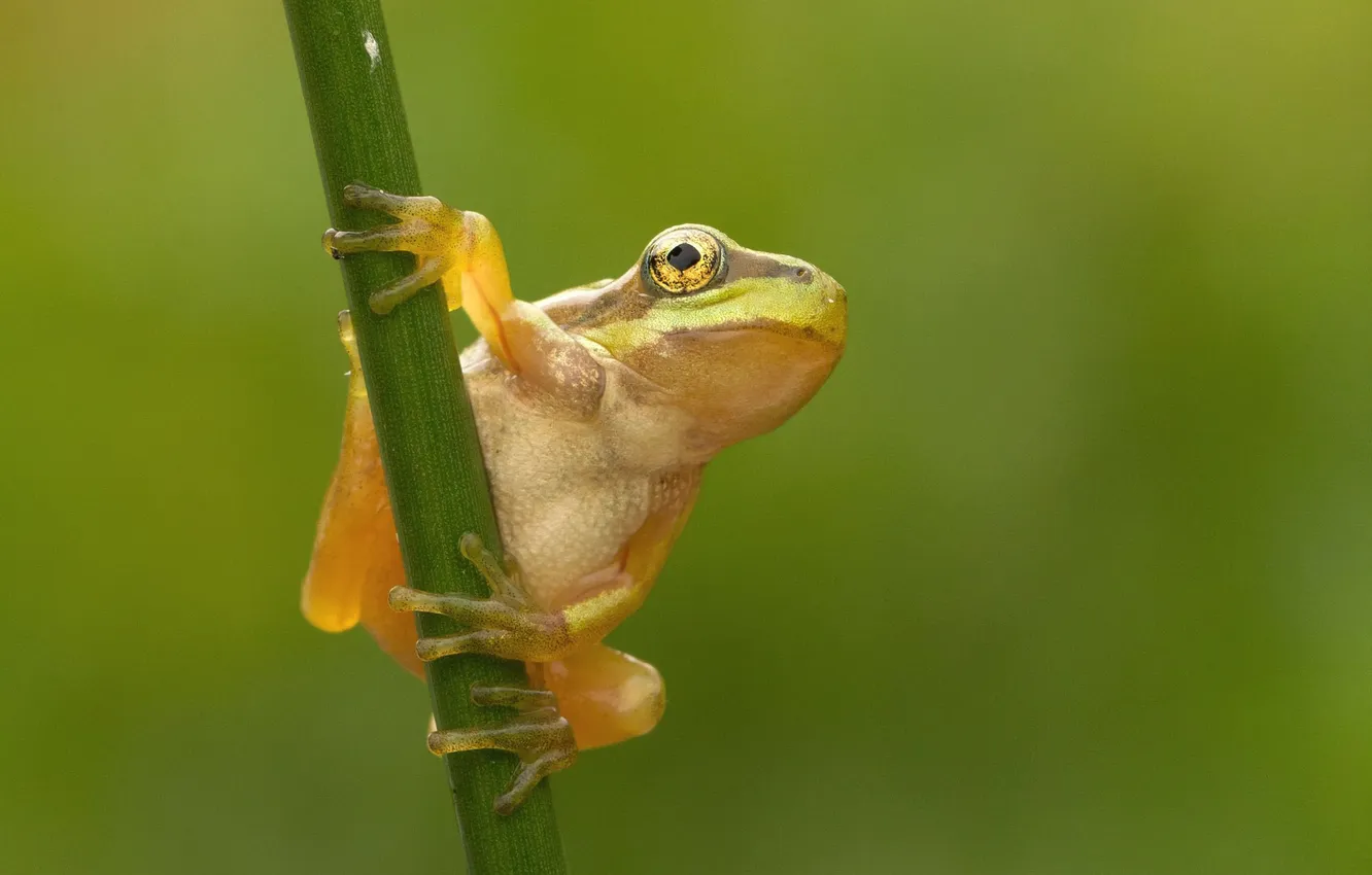 Photo wallpaper background, frog, stem, green