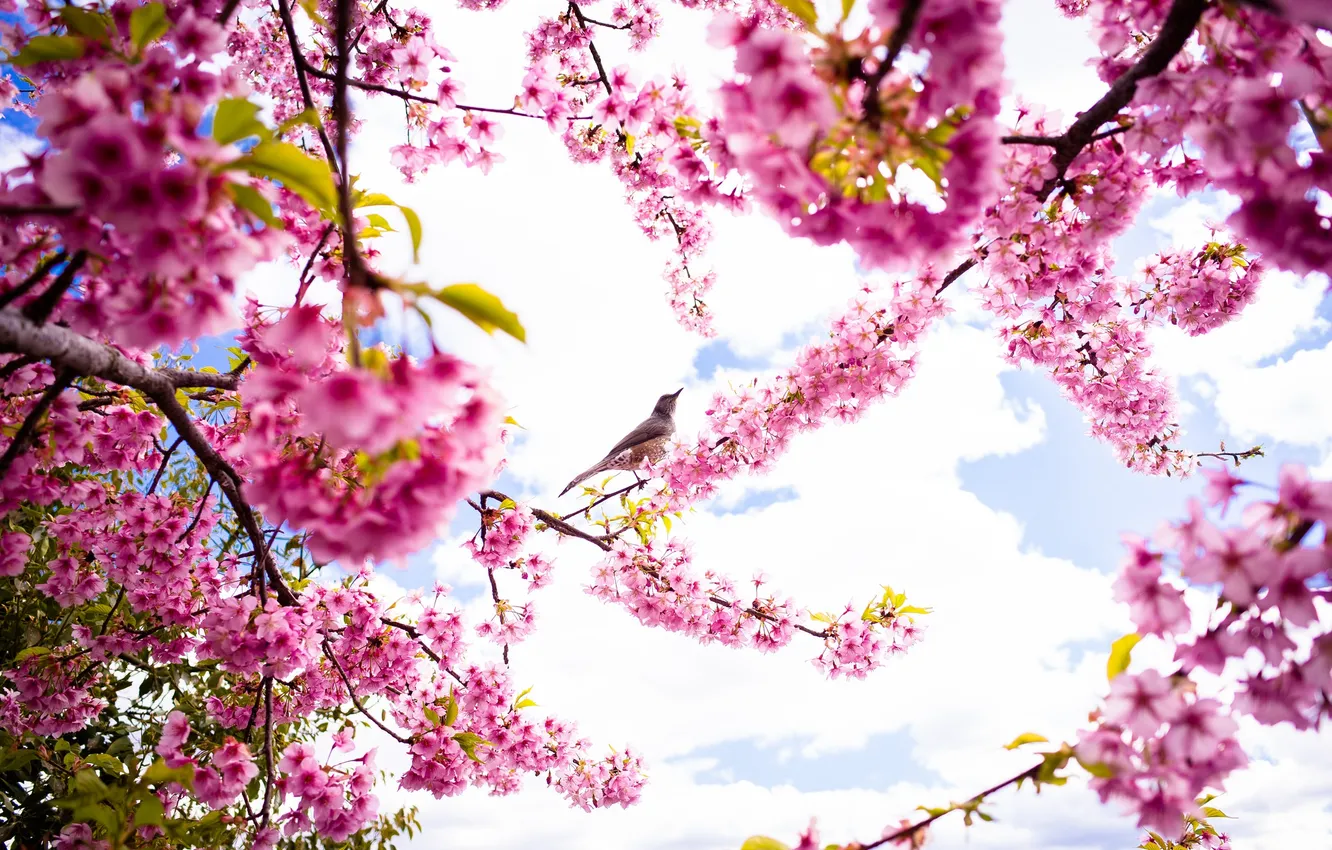 Photo wallpaper the sky, bird, spring, petals, Sakura, flowering