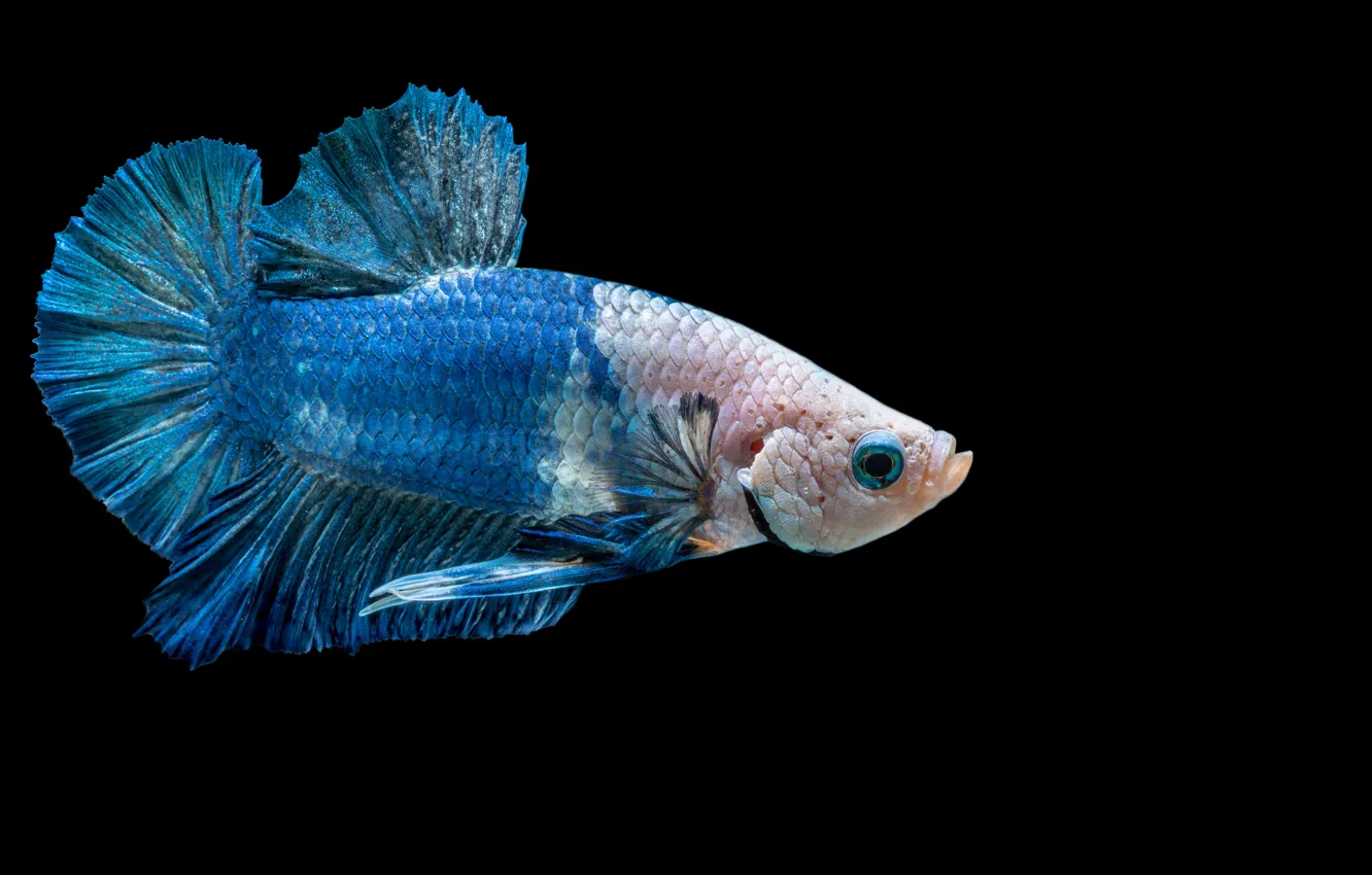 Photo wallpaper blue, fish, betta