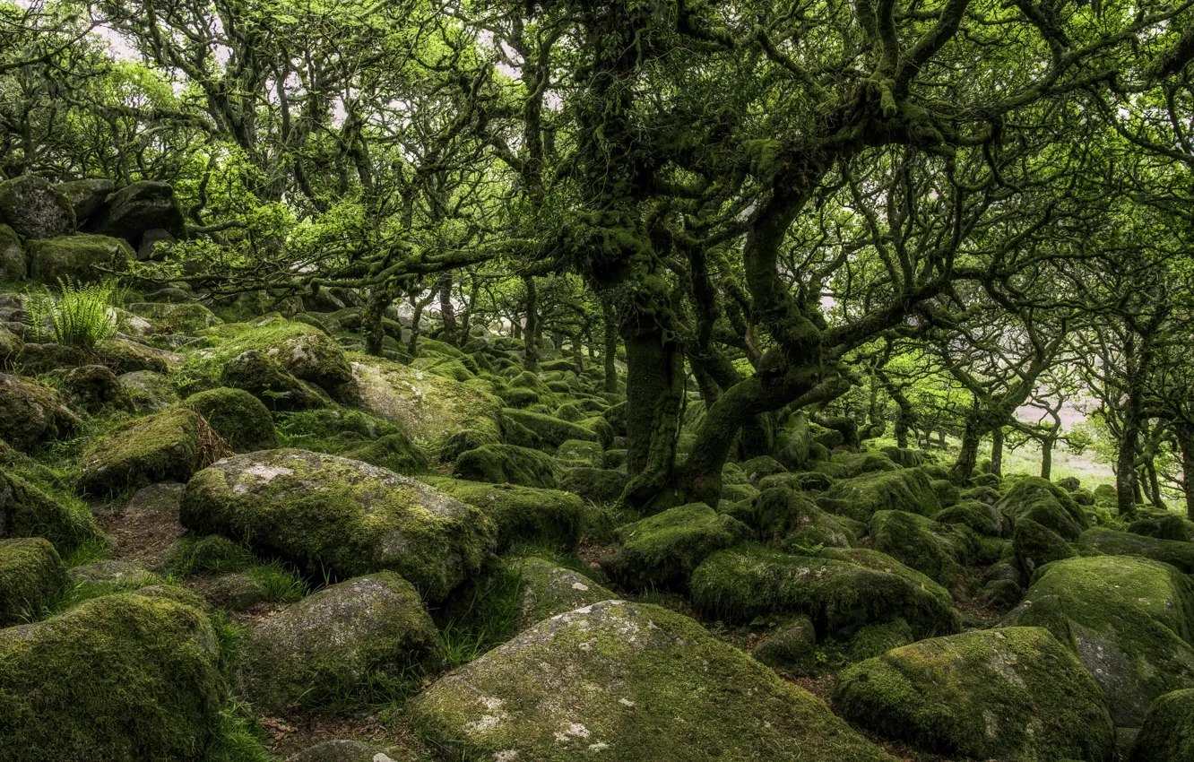 Photo wallpaper roots, stones, tree, moss, crown
