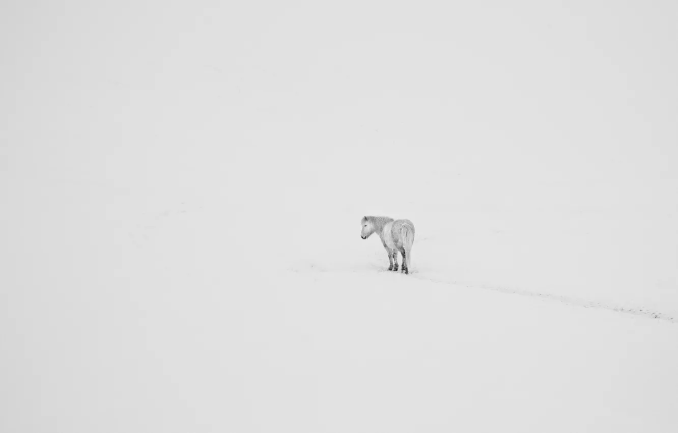 Photo wallpaper winter, trail, horse, freeze, frost, snowing, whiteness