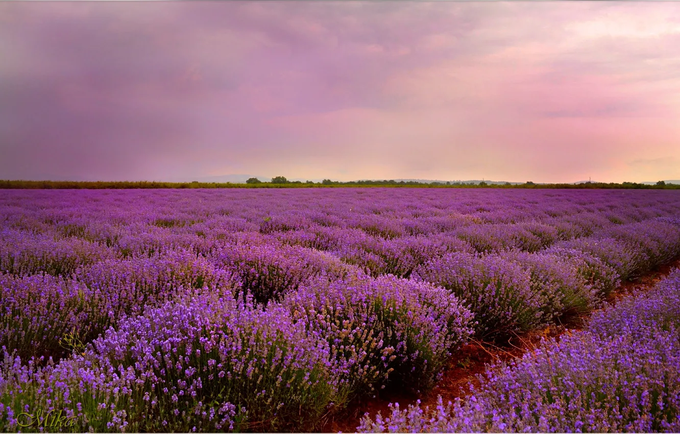 Photo wallpaper Sunset, Sunset, Lavender, Lavender field