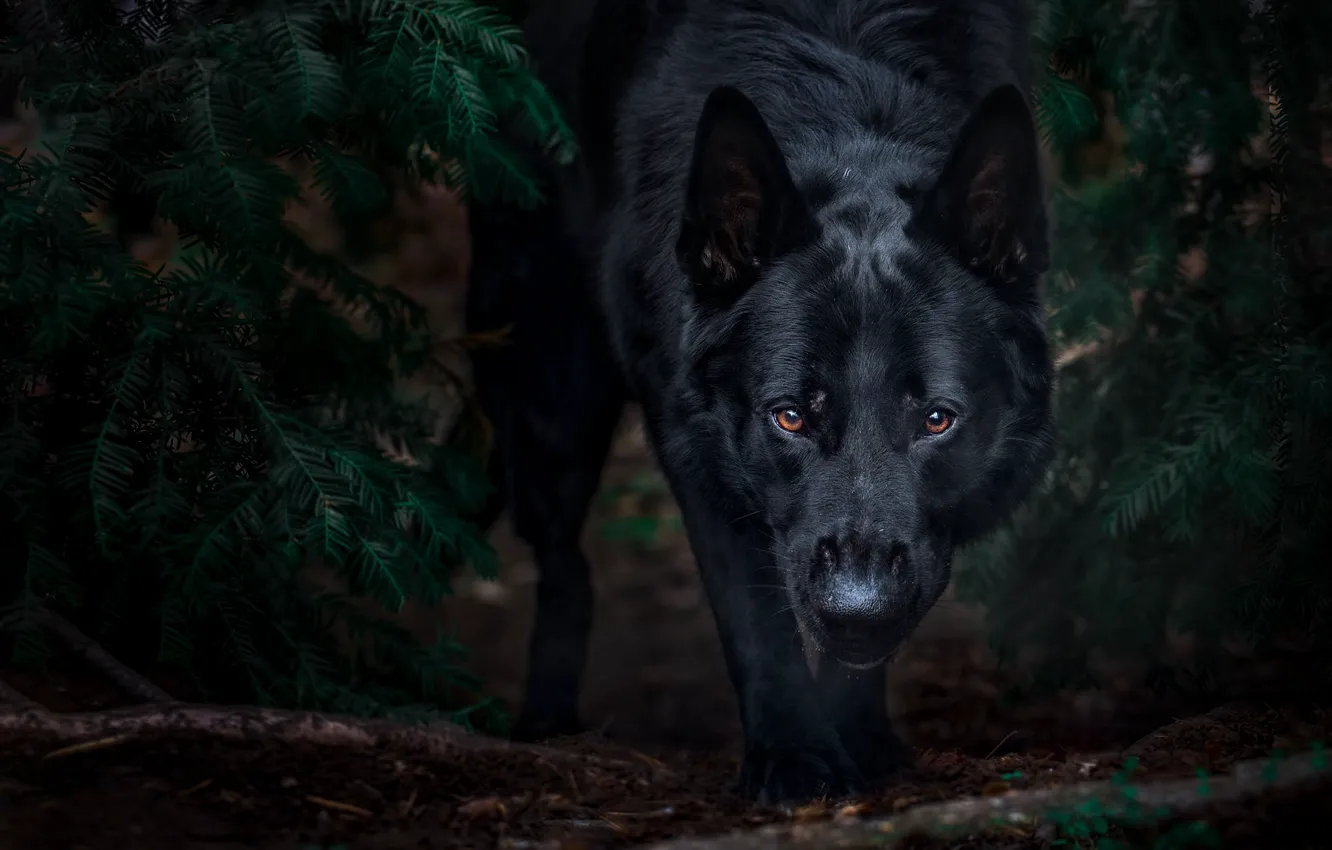 Photo wallpaper forest, black, shepherd