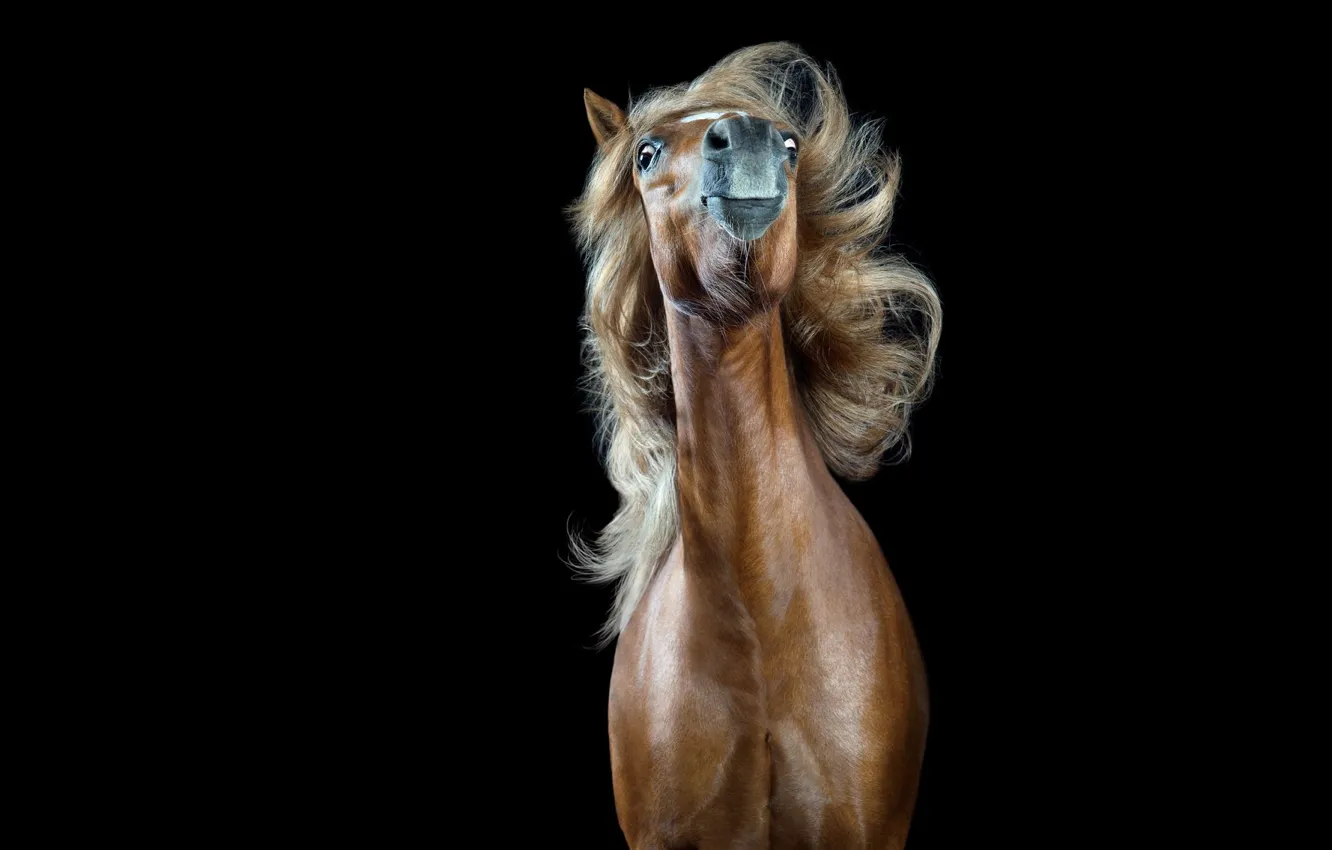 Photo wallpaper background, horse, black background