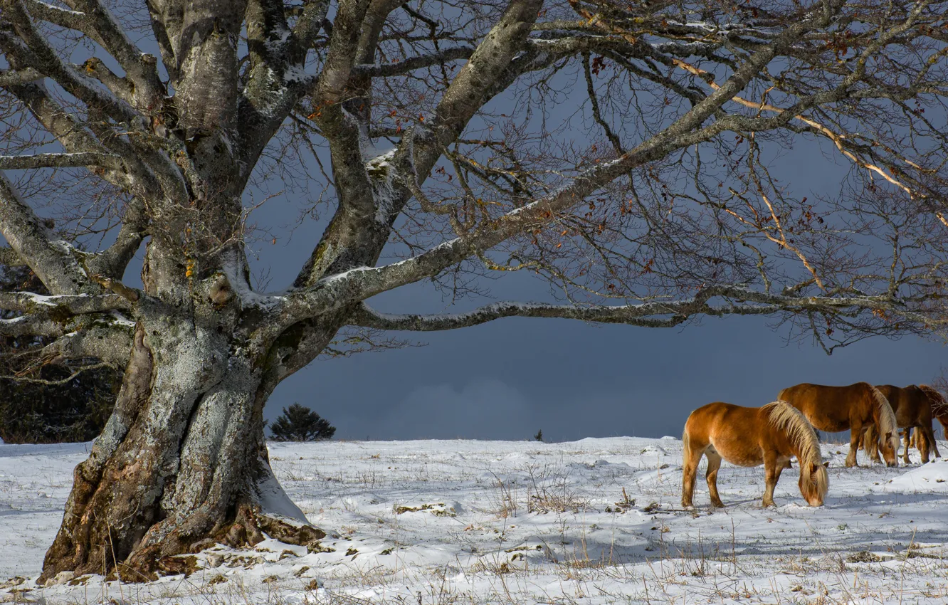 Photo wallpaper winter, field, snow, trees, branches, horse, horse, pony
