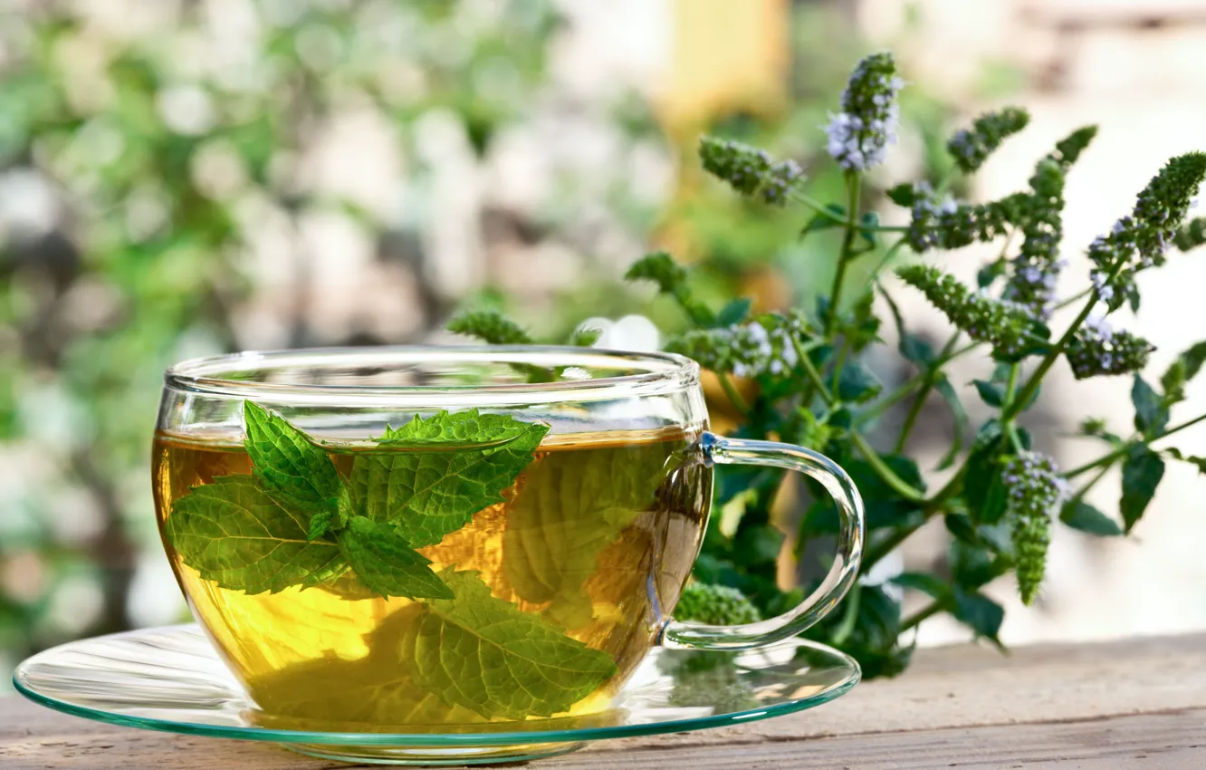 Photo wallpaper Cup, mint, infusion, Herbal Tea