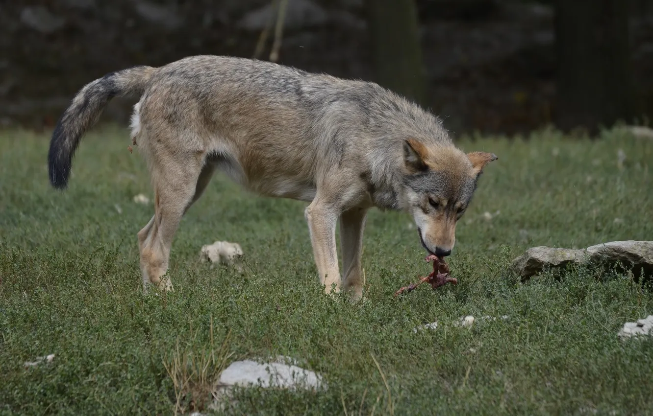 Photo wallpaper nature, snow, predator, face, animal, wolf, wolves, wildlife